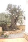 Olive Tree - Preserved Olive Tree